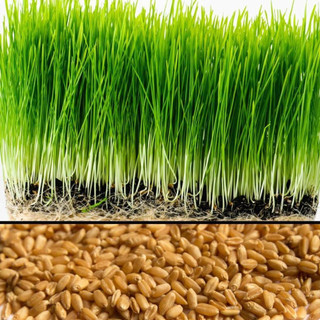 Hạt giống mầm lúa mạch cỏ lúa mì Phú Nông 100gr