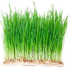 Hạt giống mầm lúa mạch cỏ lúa mì Phú Nông 100gr