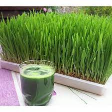 Hạt giống mầm lúa mạch cỏ lúa mì Phú Nông 100gr