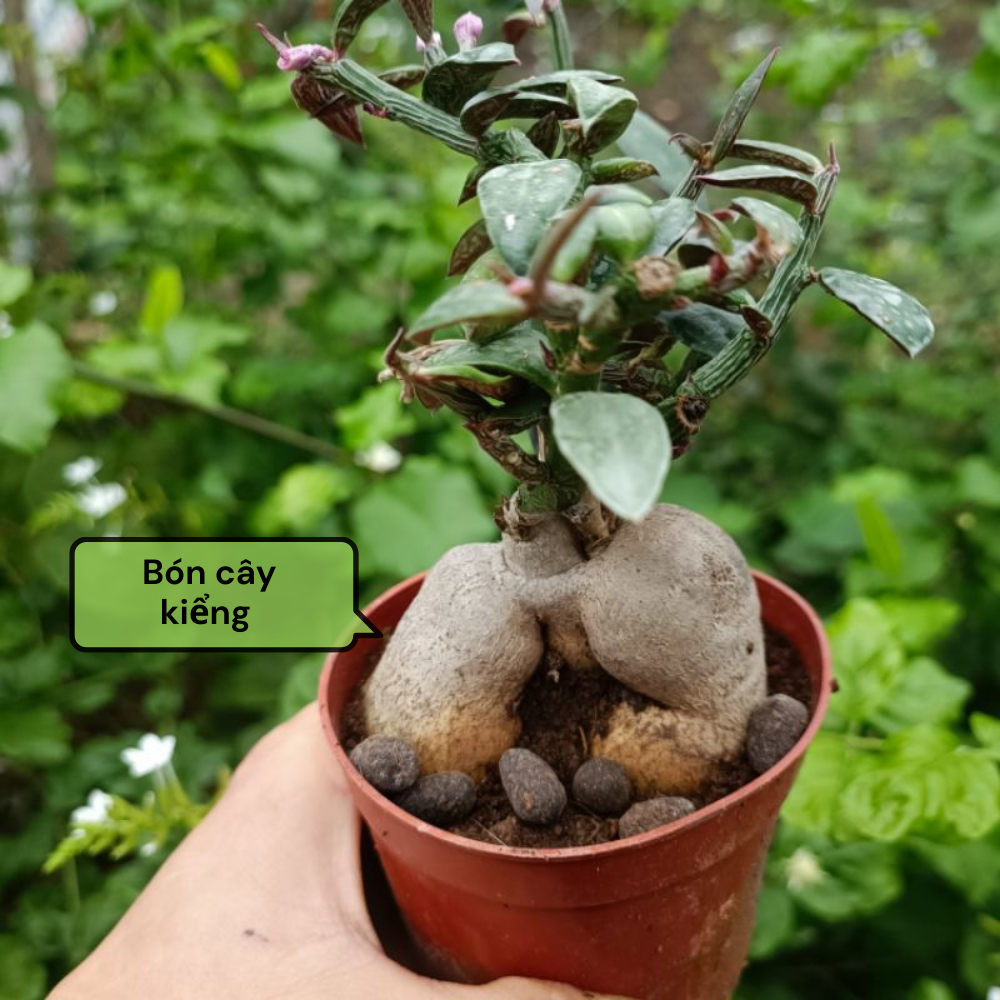 Phân Dê Hữu Cơ GARDENT Phân Vi Sinh Đã Qua Xử Lý Bao 0.5Kg 1Kg Dùng Cho Hoa Lan Và Cây Trồng