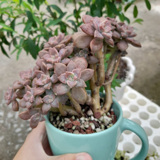 Sen đá đá tím thụ, chung gốc, kèm chậu
