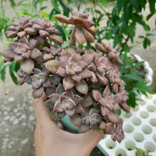 Sen đá đá tím thụ, chung gốc, kèm chậu