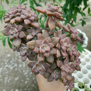 Sen đá đá tím thụ, chung gốc, kèm chậu