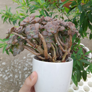 Sen đá đá tím thụ, chung gốc, kèm chậu