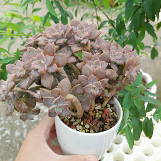 Sen đá đá tím thụ, chung gốc, kèm chậu
