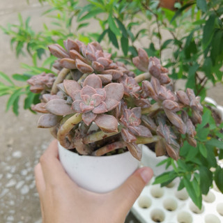 Sen đá đá tím thụ, chung gốc, kèm chậu