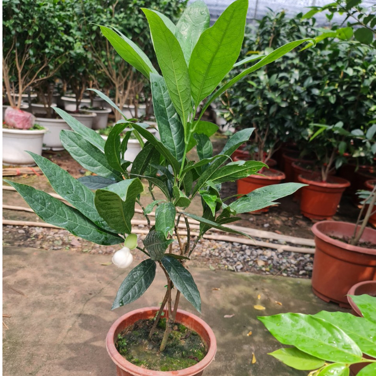 Cây hoa dạ hợp cao 50-60cm