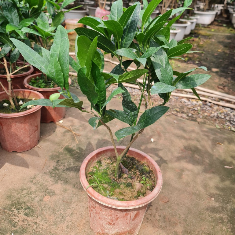 Cây hoa dạ hợp cao 50-60cm