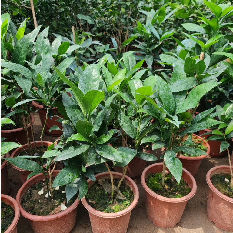 Cây hoa dạ hợp cao 50-60cm