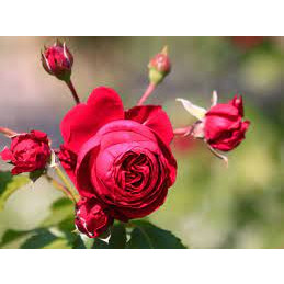 Hoa hồng leo Red Eden Pháp bông to mùi thơm