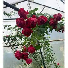 Hoa hồng leo Red Eden Pháp gốc rễ trần