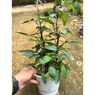 Cây giống Dưa hấu Pepino - cây lớn
