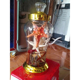 2 con sao biển đỏ to