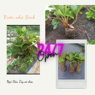 Combo 10 ngó dâu tây Hana siêu ngọt khỏe đẹp