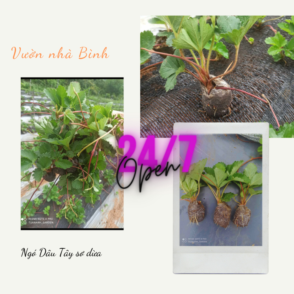 Combo 5 ngó hana siêu ngọt, cây khỏe