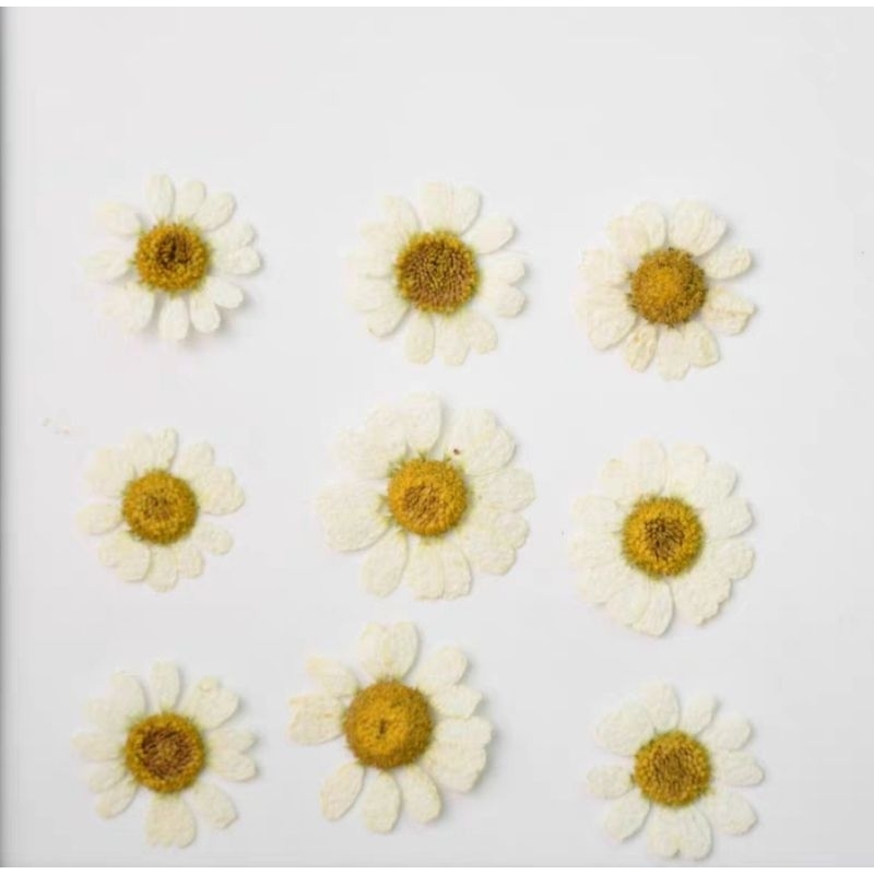 Set hoa cúc tana ép khô làm handmade, khung tranh, epoxy