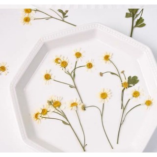 Cúc tana ép khô nguyên cành làm handmade, khung tranh, epoxy