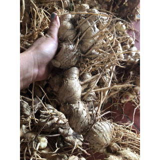 1kg củ gừng gió rừng, gừng gió hoa đỏ (ngải xanh,gừng rừng)