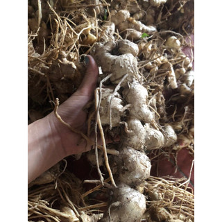 1kg củ gừng gió rừng, gừng gió hoa đỏ (ngải xanh,gừng rừng)