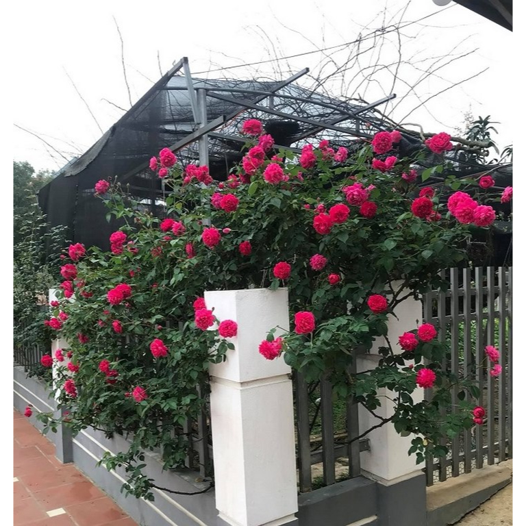 ALO SHOP SHIP KHÔNG GÃY-CÂY HỒNG LEO ĐẸP XỈU thơm tường vi60-80cm KHỎE CHUẨN tặngdịchtrùn KHO Q11,7,9,thủđức,phÚ NHUẬNX