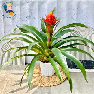Cây phong lộc hoa đuốc lửa - cây cảnh để bàn, cây trang trí nhà cửa