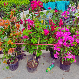Cây hoa giấy leo giàn nhanh có nhiều màu hoa cao 60-70cm