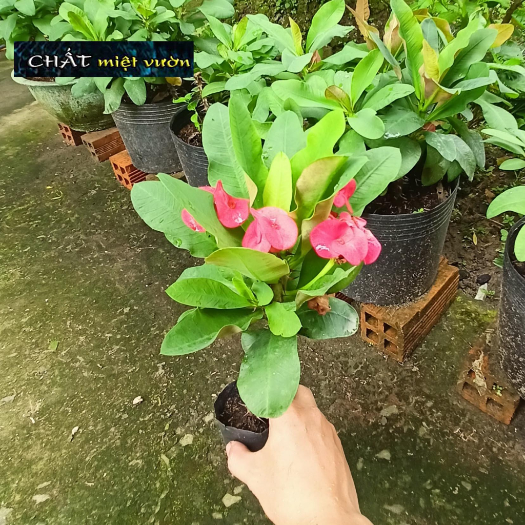 Xương rồng Bát Tiên - 1 cây giống màu đỏ vừa ươm còn tươi tốt