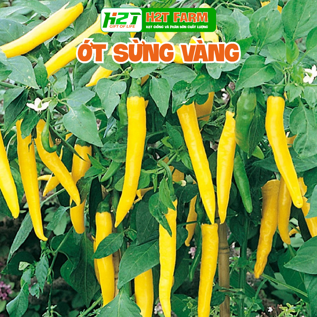 Hạt giống ớt sừng vàng - H2T FARM