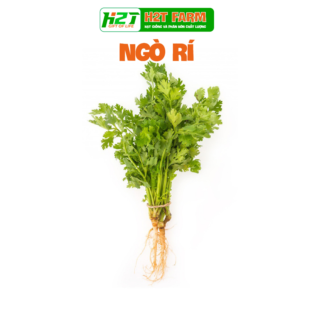 Hạt Giống Ngò Rí Rau Mùi - H2T FARM