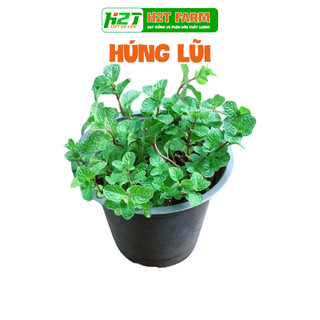 Hạt giống rau bạc hà, húng lũi, gói 0,1g, dễ trồng, thu hoạch nhanh - h2t farm