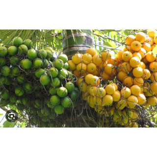 Giống cây cau ta nhanh da quả