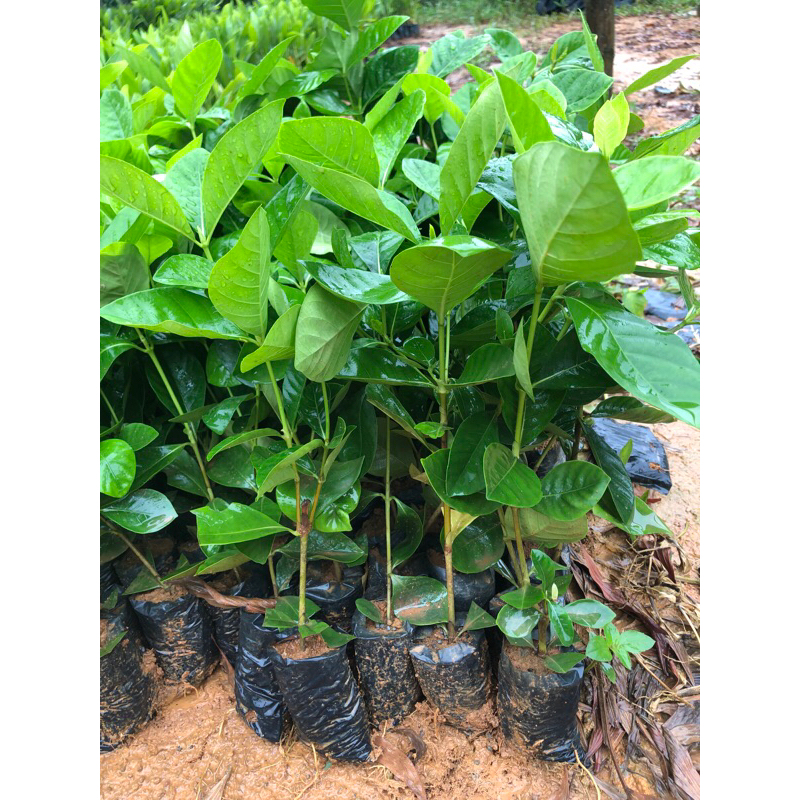 Cây bạch thiên hương giống