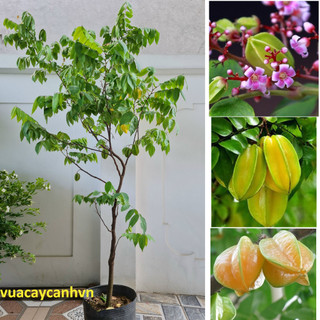 Cây giống khế bonsai, siêu quả hàng chuẩn F1 cây cao 1.3m đến 1.6m