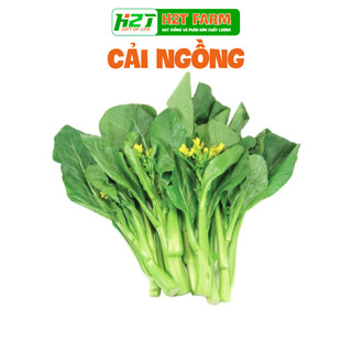Hạt giống cải ngọt bông chịu nhiệt tốt, - h2t farm