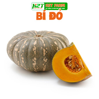 Hạt giống bí đỏ tròn, dễ trồng, cao - h2t farm