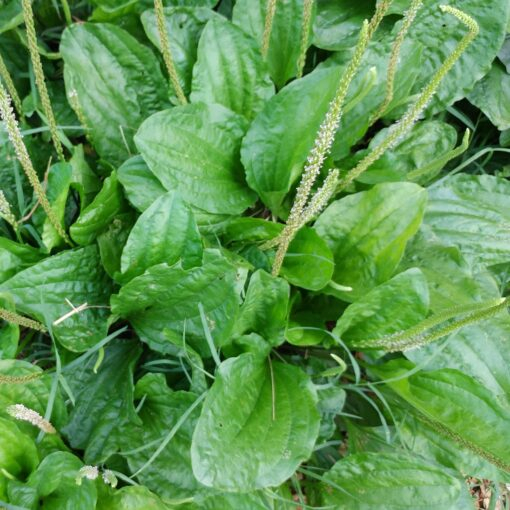 Hạt Giống Cây Mã Đề ( Xa Tiền Tử - Gói 2Gram) - Vị Ngọt, Tính Hàn,Thanh Nhiệt.