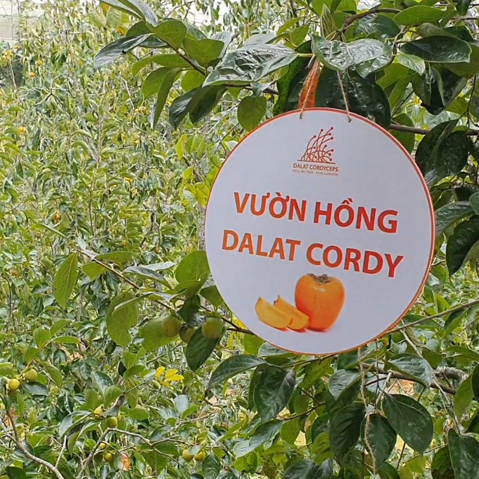 Hồng treo gió Đà Lạt - Dalat Cordyceps - Loại cao cấp