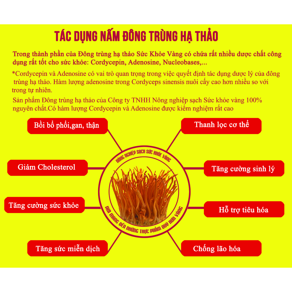 Combo 2 hộp nấm đông trùng hạ thảo tươi dược chất cao, nuôi trồng 70 ngày