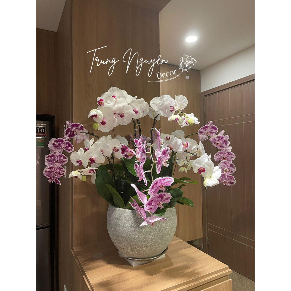 Chậu Đá Mài Hình Trứng Thấp