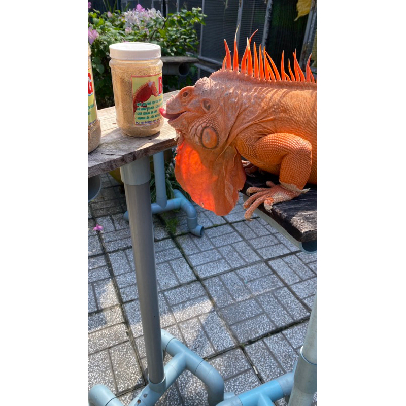 thức ăn BIG .thức ăn bổ sung cho iguana (rồng Nam Mỹ ) 300g/100k- 1kg/300k