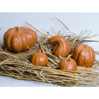 Bí Đất Nung Trang Trí Halloween - Halloween Pumpkin