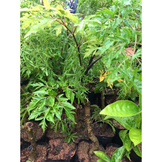 giống Đinh lăng nếp ta lá nhỏ cao 50cm