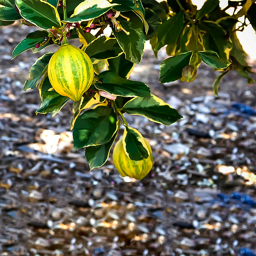 CHANH HOÀNG KIM - VARIGATED PINK LEMON - CÂY ĂN TRÁI