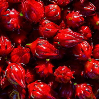 Atiso đỏ - hibiscus sabdariffa
