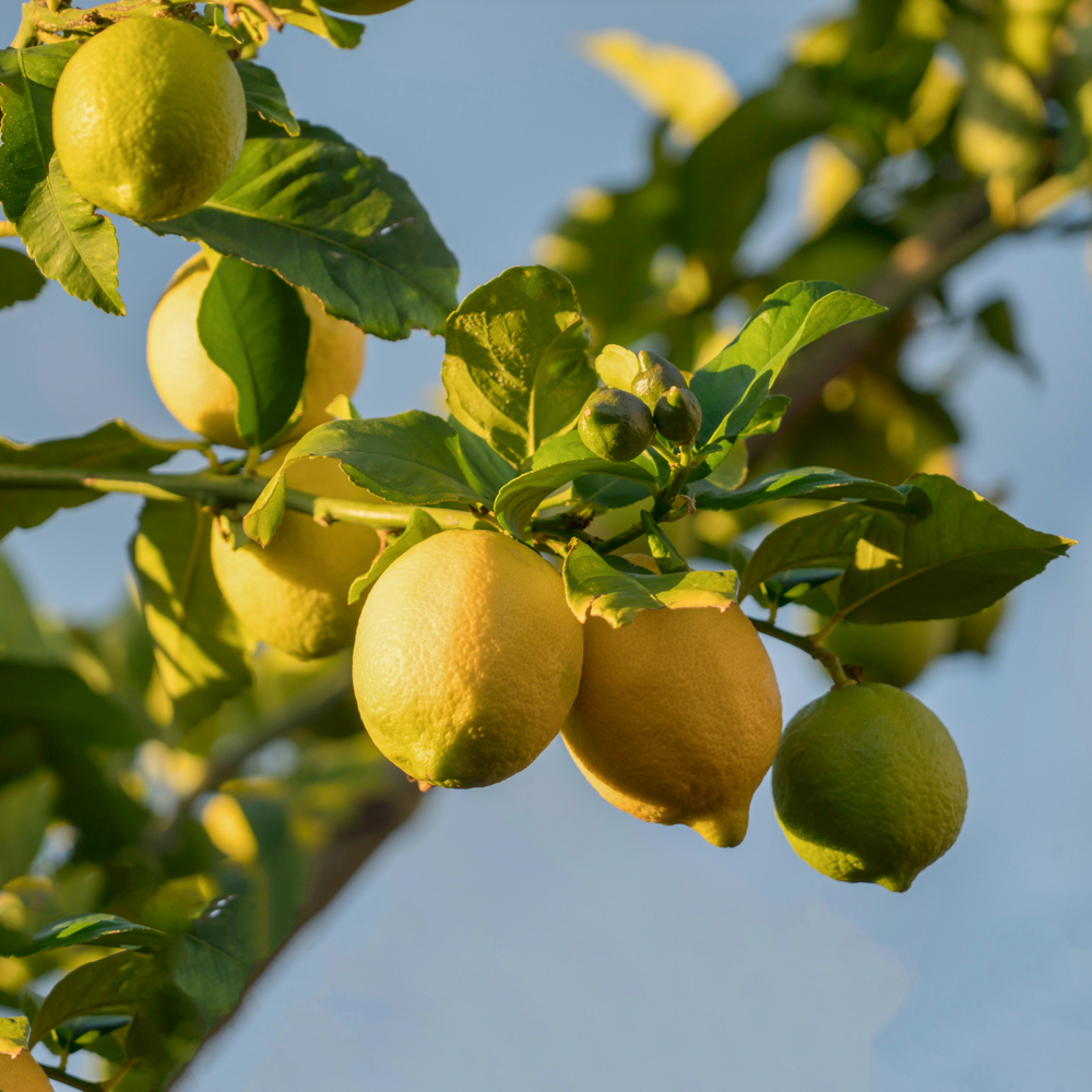 CHANH VÀNG MỸ - CITRUS LEMON - CÂY ĂN TRÁI