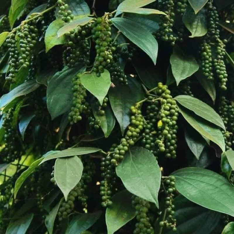 Hạt Tiêu Rừng loại 1 , hạt to thơm , ko chất bảo quản