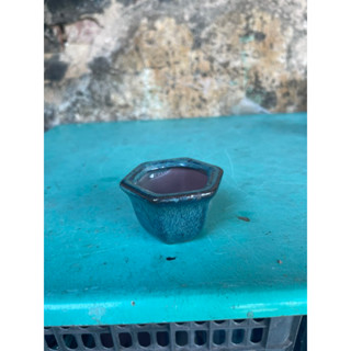  chậu siêu mini trồng Bonsai cây cảnh 