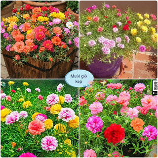 Hạt giống hoa mười giờ kép ngoại đủ màu
