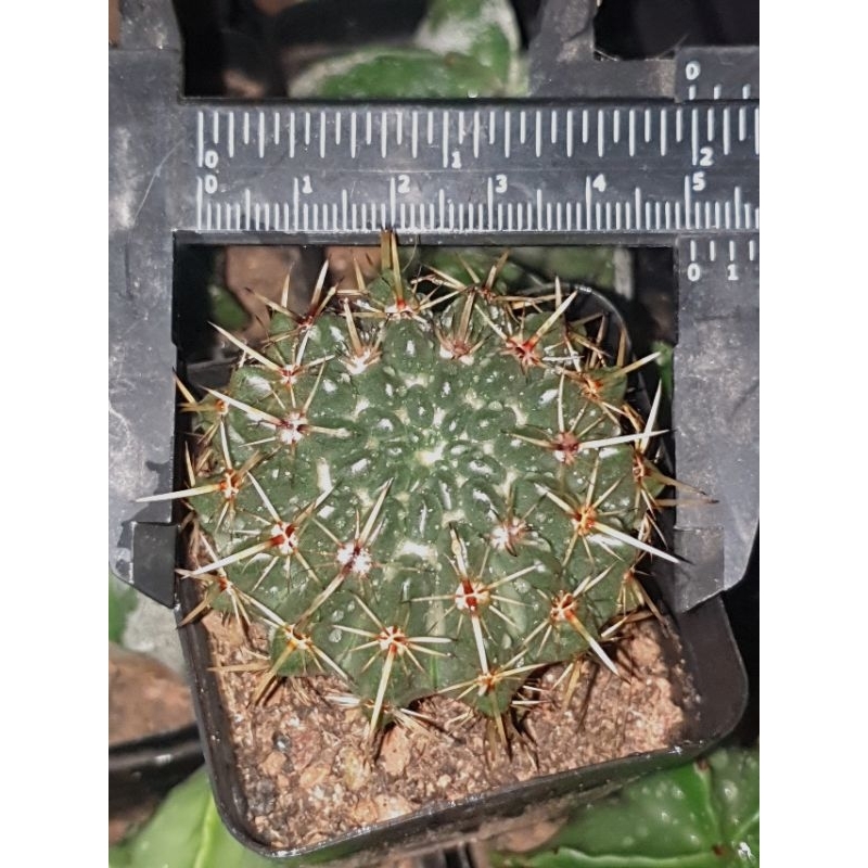 Xương rồng gai kiếm 5cm