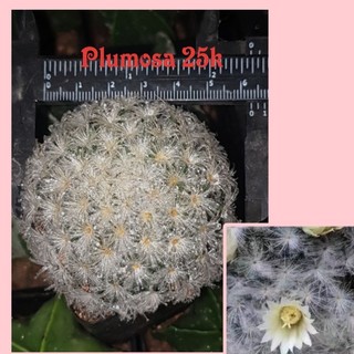 Xương rồng Plumosa